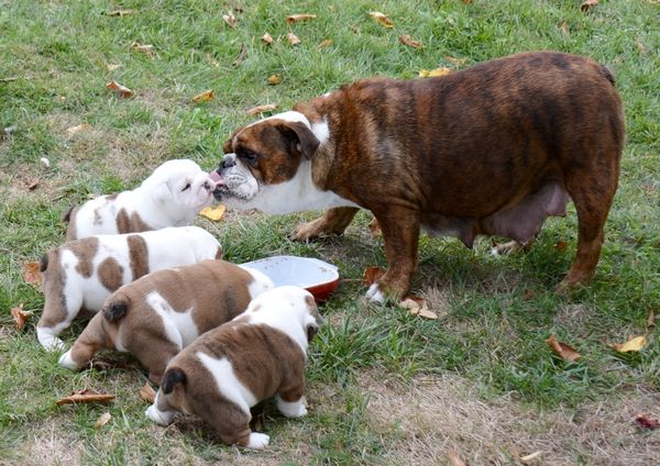 du graffard - Bulldog Anglais - Portée née le 11/09/2018